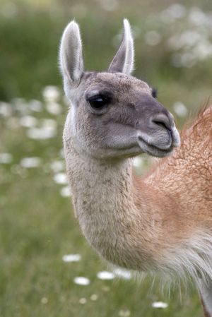 Adult Guanaco - Torres del Paine - Chris Howarth.jpg